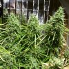 Ace Seeds - Golden Tiger regular 10 ks - Semená neobsahujú THC