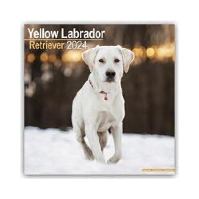 Yellow Labrador Retriever Gelber Labrador 16-Monats 2024