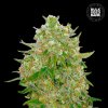 Bulk Seed Bank - Master Kush Grand 100 ks - Semená neobsahujú THC