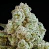 Anesia Seeds - Privileged Baddie 10 ks - semená neobsahujú THC