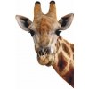 AG Design fototapeta FTN V 2851 Giraffe 90 x 202 cm (VLIESOVÁ FOTOTAPETA 1-DIELNA)