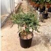 Citrus Caviale - výška 120-130cm (ružový plod vnútri)