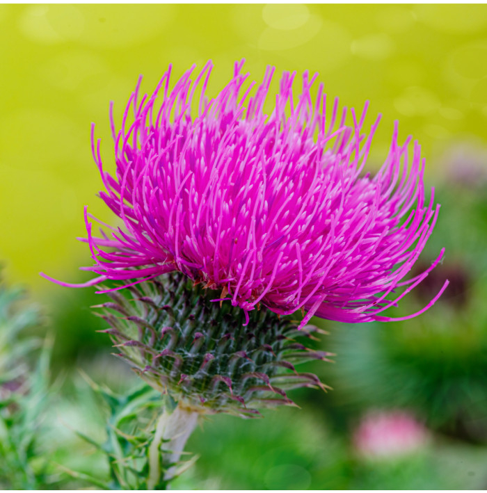 BIO Pestrec mariánsky - Silybum marianum - semená pestreca - 35 ks