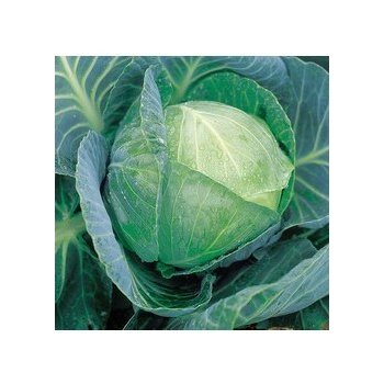 Kapusta biela Brunswijker - semená Kapusty - Brassica oleracea - 0,8 gr od  0,59 € - Heureka.sk