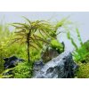 Climacium japonicum 'Tree Moss' (IN-VITRO Ø 7 cm)