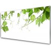 Sklenený obklad Do kuchyne Vetvy listy príroda kvety 100x50 cm
