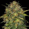 Barney´s Farm - Cheese 3 ks - Semienka neobsahujú THC