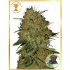 Mr. Hide Seeds - Mr. Jack Mass 100 ks - Semená neobsahujú THC