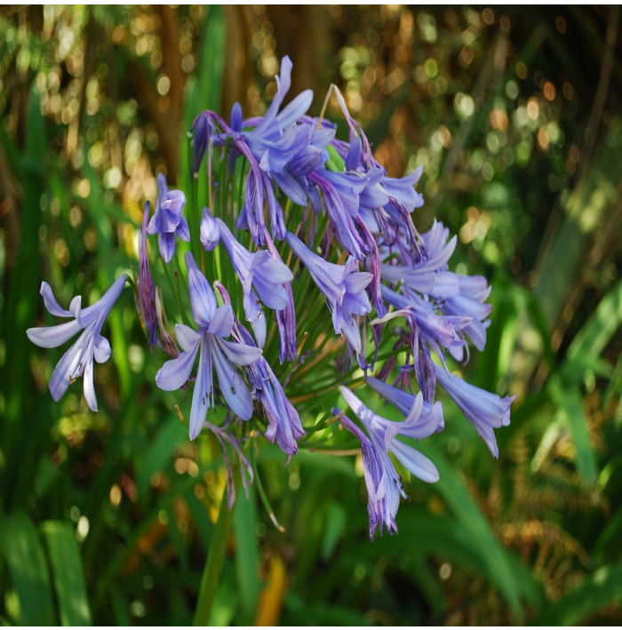 Kalokvet modrý - Agapanthus praecox - semená kalokvetu - 8 ks