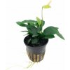 Tropica Anubias barteri var. nana - 1 ks