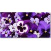 Foto obraz akryl do obývačky Fialky 100x50 cm