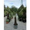 Trachycarpus fortunei vo výške 210 cm s výškou kmeňa 60 cm
