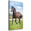 Vertikálny foto obraz na plátne do obývačky Kôň na poli 50x100 cm