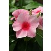 Vinca Catharanthus roseum previslá vinca Mediterranean XP Series Strawberry 1000 semien