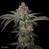 T.H.Seeds™ Cannabis Seeds Pure Runtzy, rôzne balenie, feminizované 6+1 ks