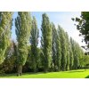 Topoľ čierny Pyramidalis 300-350 cm, kont. 18 l