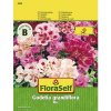 Letná azalka mix 'Godetia grandiflora' FloraSelf kvetinové semená