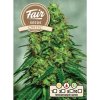 Fair Seeds - Critic 5 ks - Semená neobsahujú THC