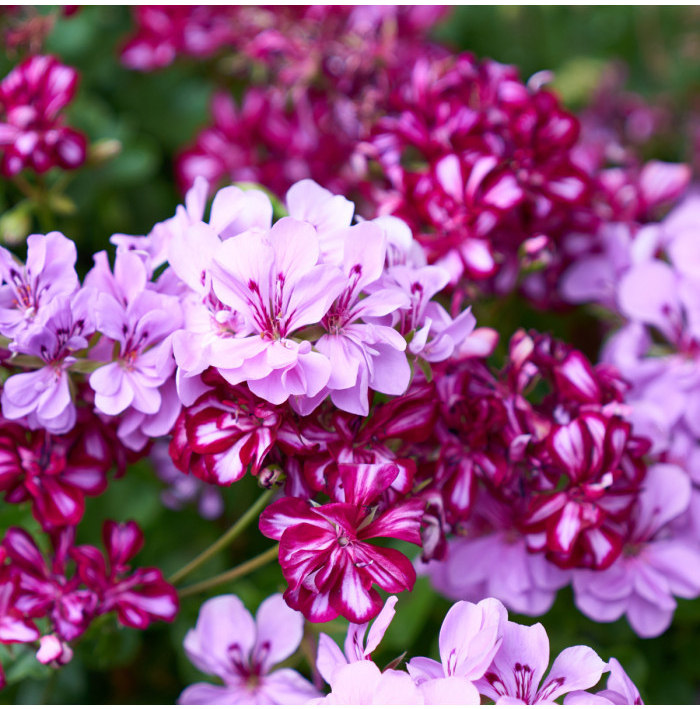 Muškát previsnutý Tornado zmes farieb - Pelargonium peltatum - semená - 4 ks