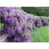 GLYCÍNIA ČÍNSKA (WISTERIA SINENSIS) 1 SEMENO