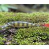 Wobler RAPALA X- Rap XR 8cm – Live Perch