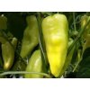PAPRIKA BODROG 1000 semien