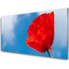 Obraz na akrylátovom skle Tulipán 100x50 cm