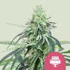 Royal Queen Seeds Cannabis Seeds Wedding Gelato Feminizované 3 ks