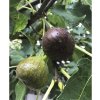Fígovník FloraSelf Ficus carica polokmeň 80-100 cm celková výška 120-140 cm kvetináč 15 l