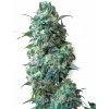 Sensi Seeds Cannabis Seeds Afghan Kush Regular od White Label, 10 ks