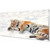 Nástenný panel Tiger winter 100x50 cm