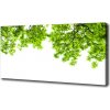 Foto obraz na plátne Lístie duba 100x50 cm