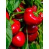 Paprika semená 0,5 g