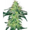 Sensi Seeds White Skunk Fem semena neobsahují THC 10 ks
