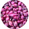 SimonSeed Cibuľa sadzačka Red Baron 8-21 mm 0,25 kg