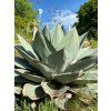 Agave ovatifolia 'Giant' semená počet kusov v balení: 10 ks v balení