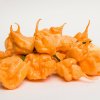 Chilli Carolina Reaper yellow - Capsicum chinense - semená - 5 ks