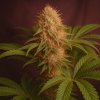 Propaganja Seeds - Tipsy Ape 5 ks - semená neobsahujú THC