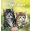 Katzen Postkarten Kleine Tiger 2027