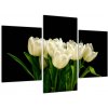 Biele tulipány - obraz (Obraz 90x60cm)