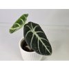 Alocasia reginula ‘Ninja’