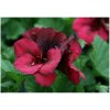 Muškát pásikavý F1 Black Velvet Violet - Pelargonium zonale - semienka - 6 ks