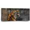 Sablio Obraz Revúci tiger - 110x50 cm