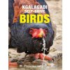 Kgalagadi Self-Drive Birds