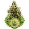 Royal Queen seeds Royal AK Automatic neobsahují THC 3 ks