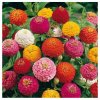 Cínia Liliput - Zinnia elegans - semená - 50 ks