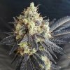 Freedom Of Seeds - Mighty Grape 3 ks - Semená neobsahujú THC