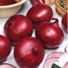 Cibuľa Red Karmen červená- sadzačka jarná 500g