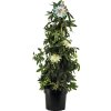 Mučenka pyramída Passiflora caerulea 'Constance Elliot' výška cca 70 cm kvetináč 2 l vonné kvety