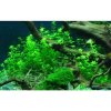 Hemianthus micranthemoides 1-2 Grow!